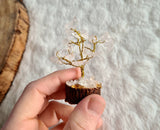 Mini arbre du bonheur cristal de roche