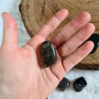 pierre bois fossile noir
