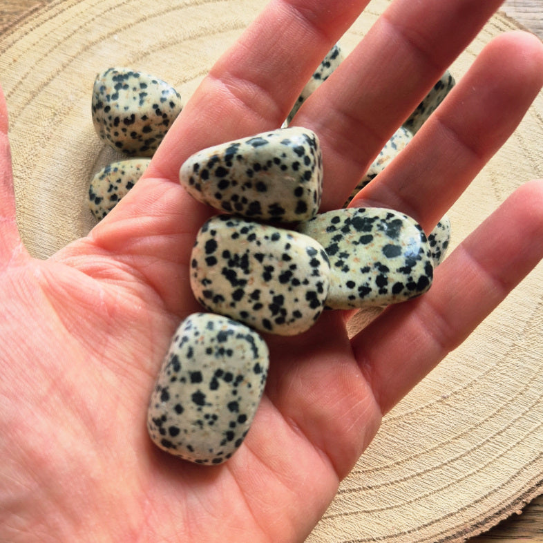 Pierre brute de jaspe dalmatien (~3 cm), teinte beige mouchetée de noir, cristaux naturels non polis, symbole de joie, équilibre et protection.