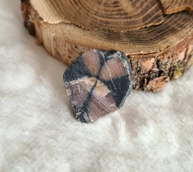 plaque de chiastolite